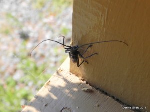 Insecte inconnu... Il vole, sautille et se débusque d’une toile d'araignée.