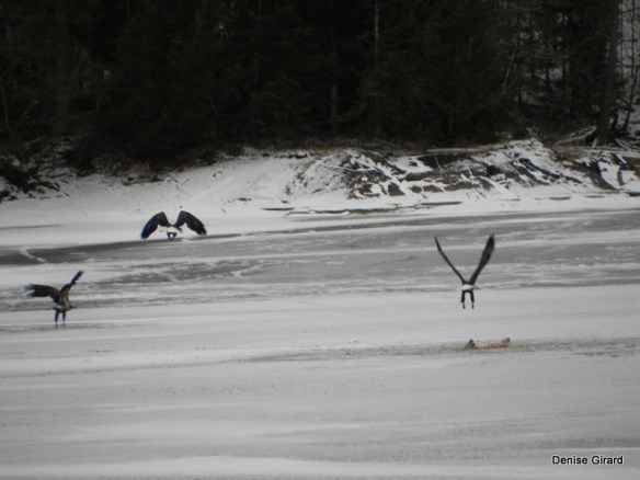 Pygargues à tête blanche en vol...au loin