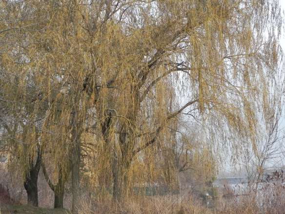 Je voudrais danser avec vous