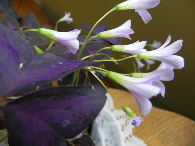 Plantes d'intérieur