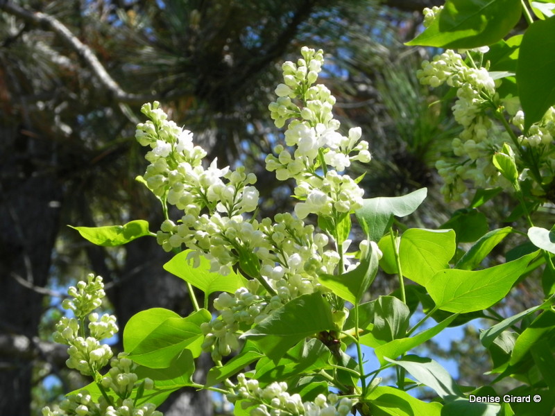 lilas de mon coeur