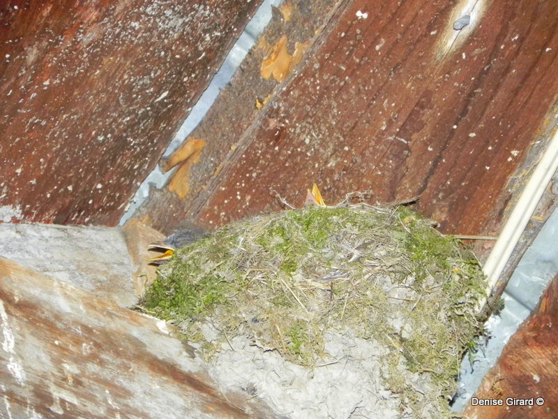 bébés moucherolles