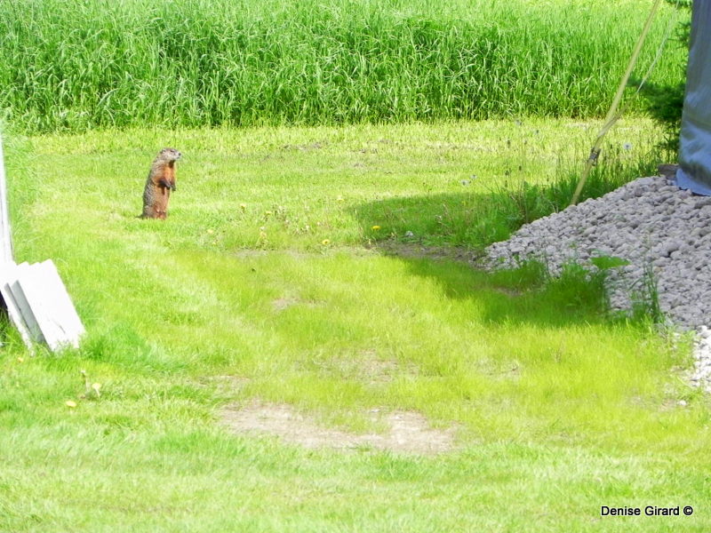 drôle de marmotte