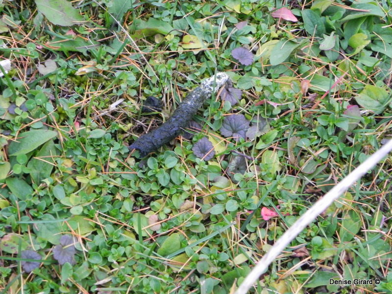 crotte merde caca d'oie des neiges