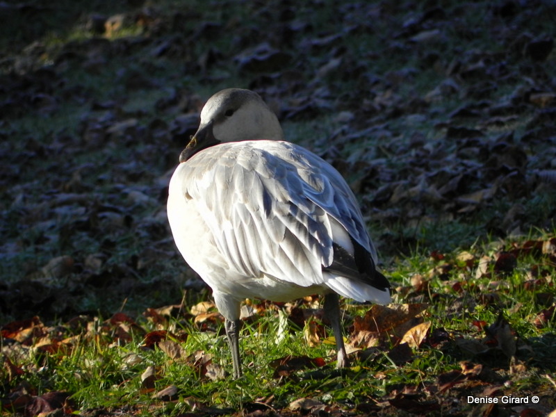 oie des neiges