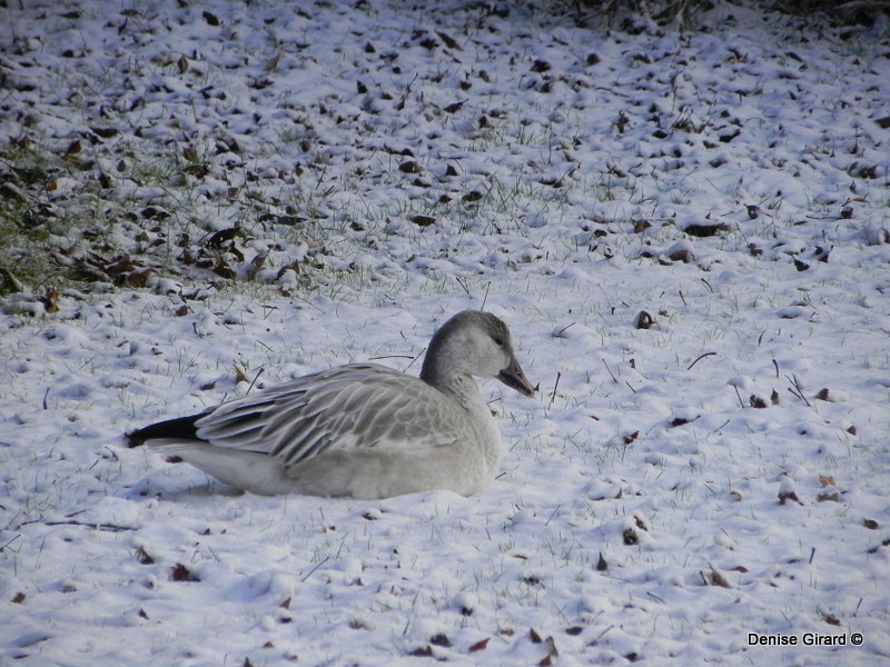 oie des neiges