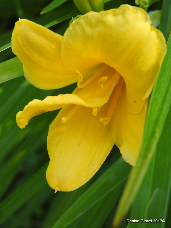 tirer la langue fleur