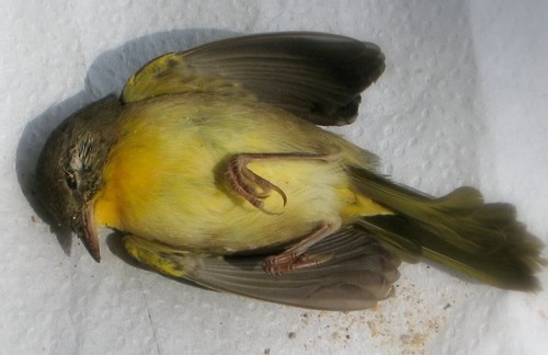 oiseau mort
