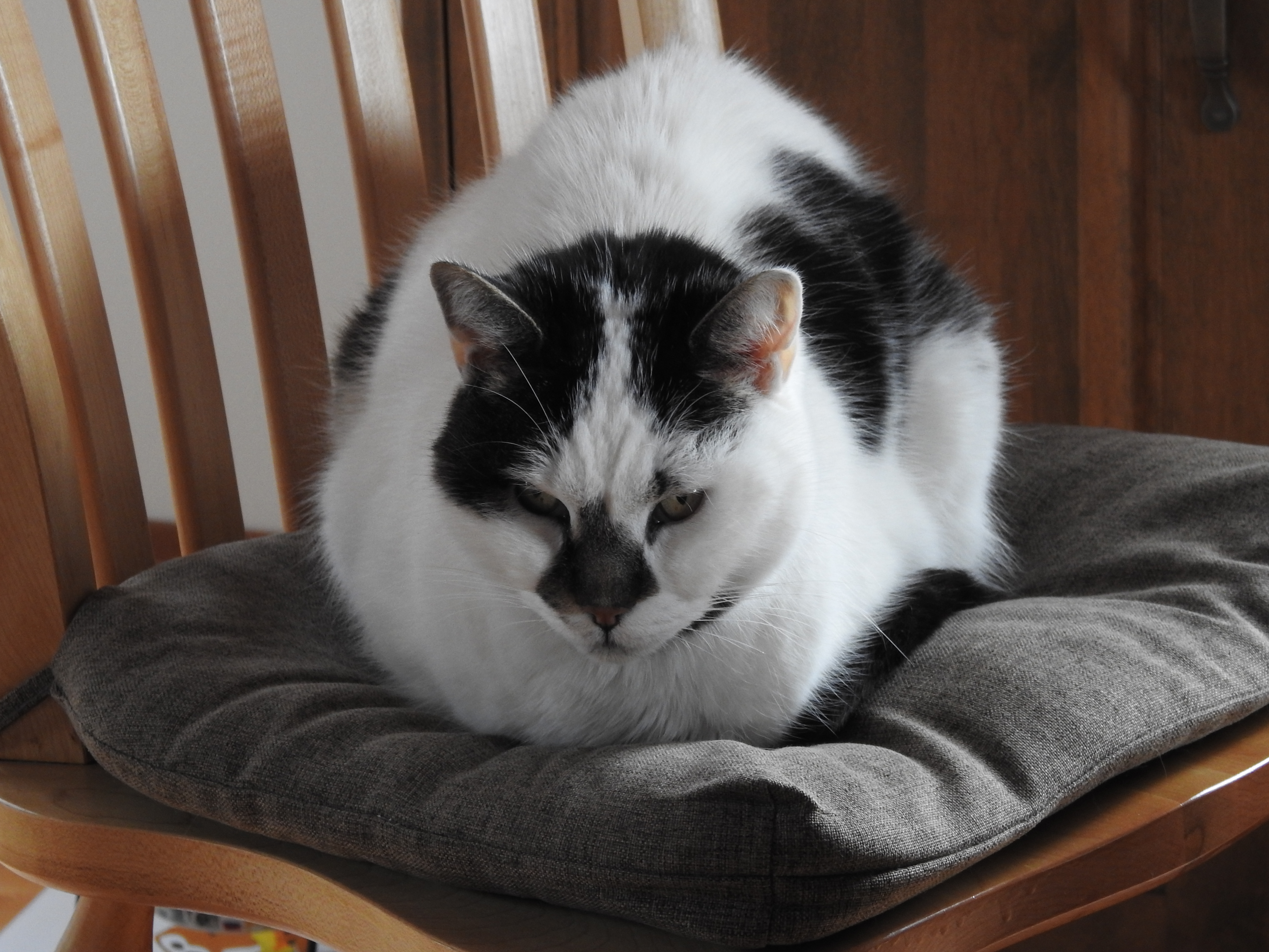 Léo, chat Marie-Claude